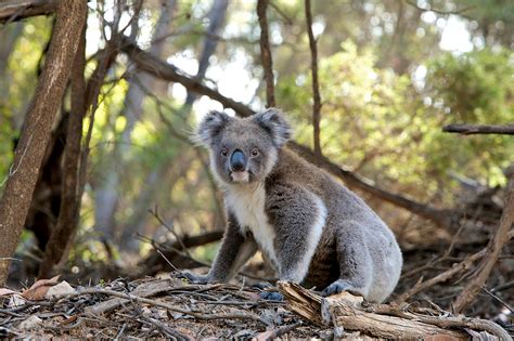 Australian First Wild Koala Release Program Uq News The University