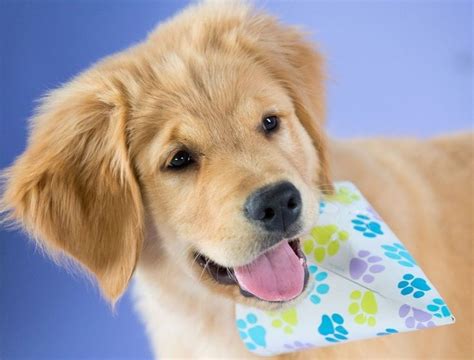Spend National Puppy Day With This Little Golden Retriever National