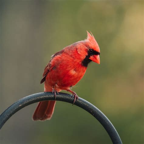 Download Wallpaper 2780x2780 Red Cardinal Bird Pole Blur Ipad Air