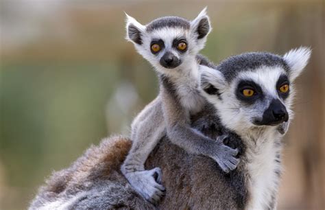 Ring Tailed Lemur Baby Sale