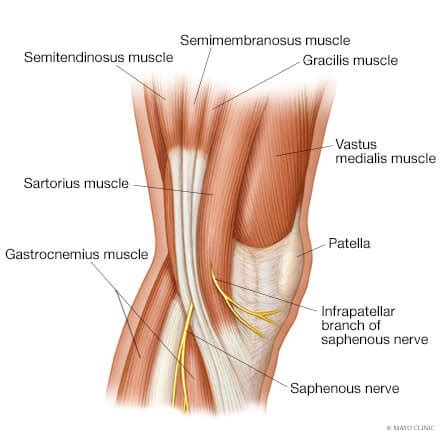 It's okay if your knee. Front Leg Musclevtendon / Patellofemoral Pain Syndrome ...