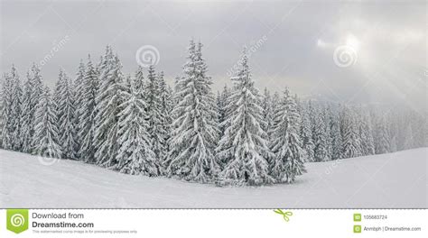 Snow Covered Spruce Trees On Mountain Slope In Carpathians Stock Photo