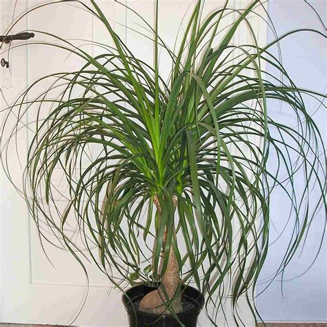 44 Houseplant Palm Species