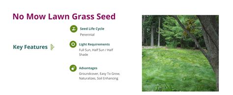 American Meadows No Mow Lawn And Micro Clover Grass Seeds