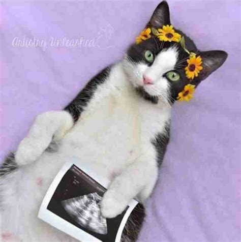 What Does A Pregnant Cat Look Like