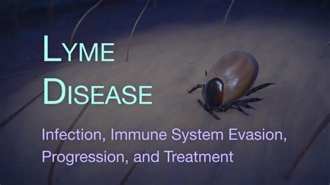 Lyme Disease Animation Infection Immune System Evasion And Progression Johns Hopkins Lyme