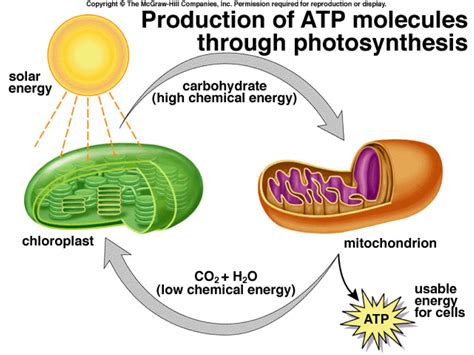 Check spelling or type a new query. Cellular Respiration And Photosynthesis Diagram ...