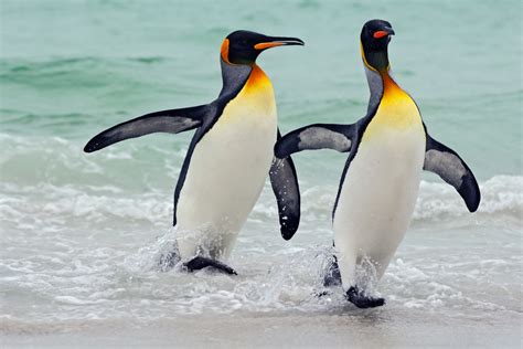 King Penguin Facts Critterfacts