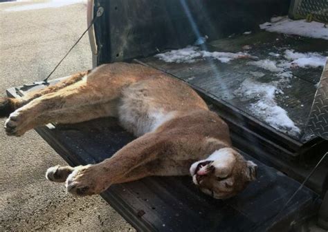 Cougar Killed In Wolf Trap In Duck Mountains Province Confirms Cbc News