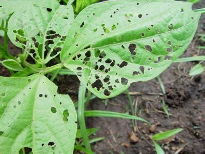 Insects and pests of field crops. Foliage beetles | Infonet Biovision Home.