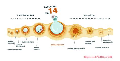 QUÉ ES LA OVULACIÓN Conoce tus días fértiles del ciclo menstrual