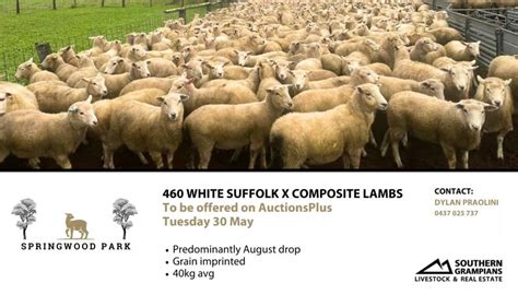 lot 763 460 mixed sex lambs auctionsplus