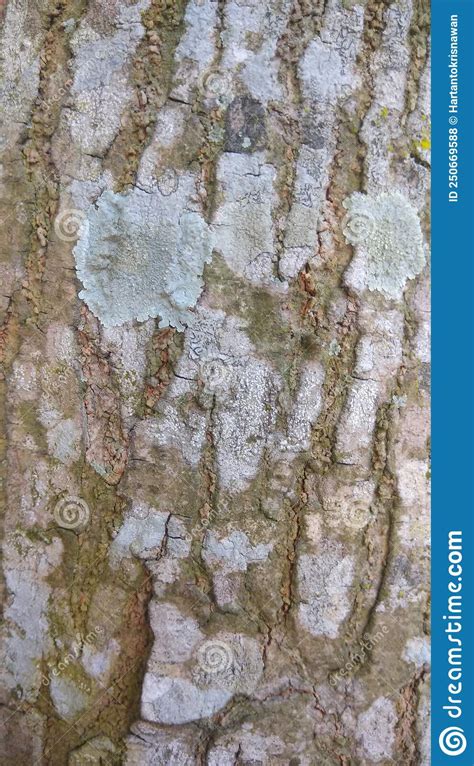 Texture Of Old Tree Bark Close Up Dry And Wrinkled Stock Photo Image