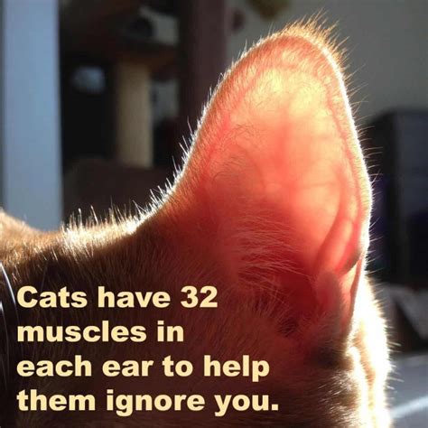 Fantastic Facts About Cat Ears