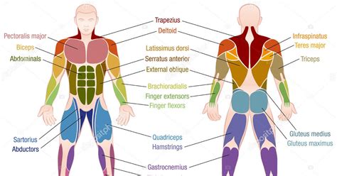 Human Muscles Diagram Labeled Human Anatomy Muscles With Labels By