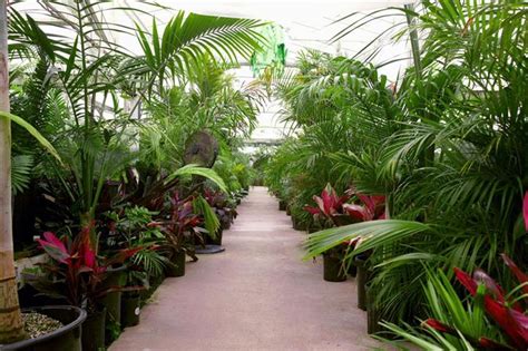 Palm Tree Cycad And Tropical Plant Nursery San Diego Ca