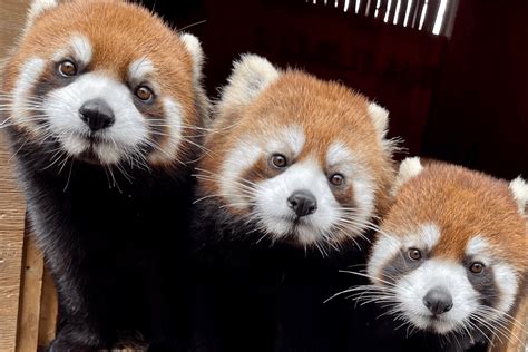 Red Panda Representation In The Media A Different Kind Of Conservation