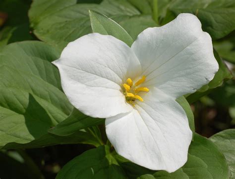 Filewhite Trillium Trillium Grandiflorum Flower 2613px Wikipedia