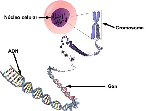 Diferencia Entre Genes Y Cromosomas Diferenciador