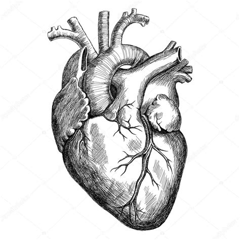 Corazón Humano De Tinta — Archivo Imágenes Vectoriales 106750954