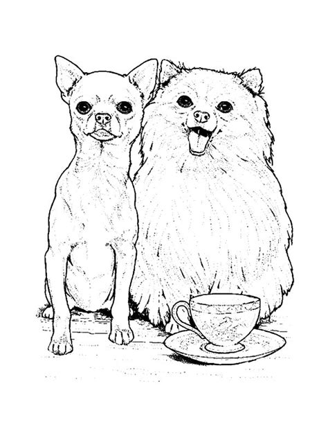 Chihuahua coloring pages chihuahua dog coloring page free printable coloring pages. Pomeranian Coloring Pages at GetColorings.com | Free ...