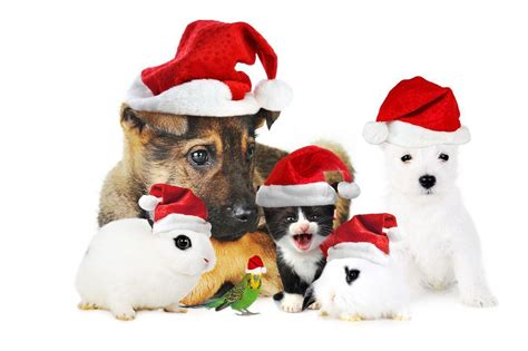 Looking for the best wallpapers? Christmas Dog Wallpapers - Wallpaper Cave