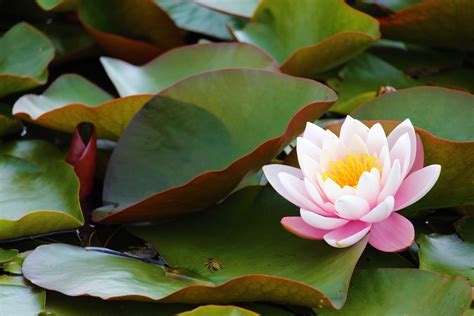Whats The Difference Between Water Lilies And Water Lotus