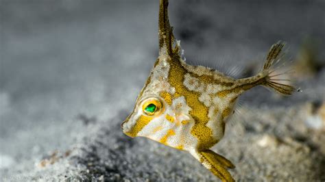 Long Spined Tripod Fish Juvenile Underwater Photography By Simon Ilett