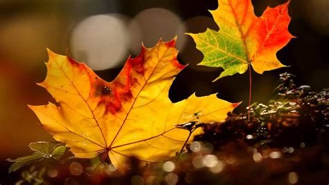 Autumn Leaves Hd Wallpapers Free Pictures On Greepx