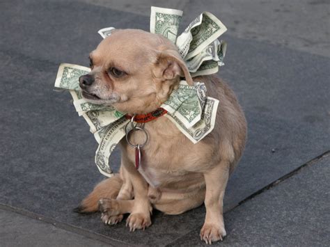 Pictures Of Cute Dogs With Money Popsugar Pets