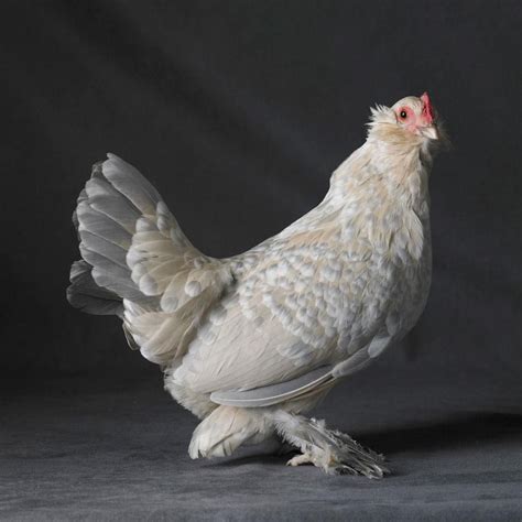 These Are The Most Magnificent Chickens Youll Ever See Chickens