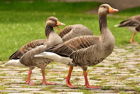 Choosing The Right Breed Of Goose Amaral Farm