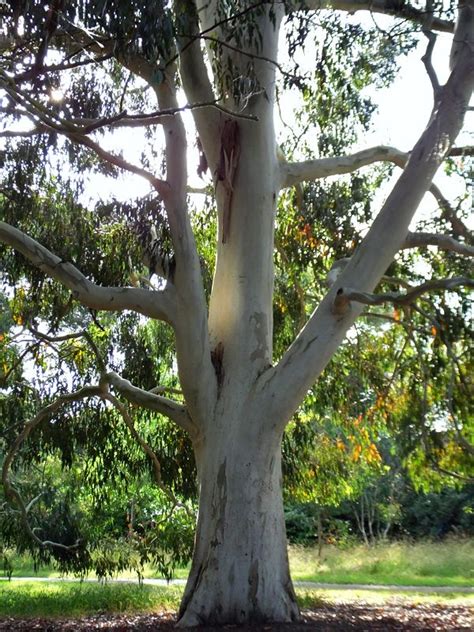 Eucalyptus Viminalis Manna Gum Also Known As White Gum Or Ribbon
