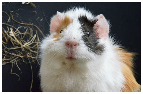 The Guinea Pig Daily Yuwe