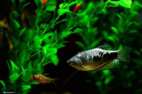 Blue Gourami Expert Care Guide And Tank Set Up For Beginners