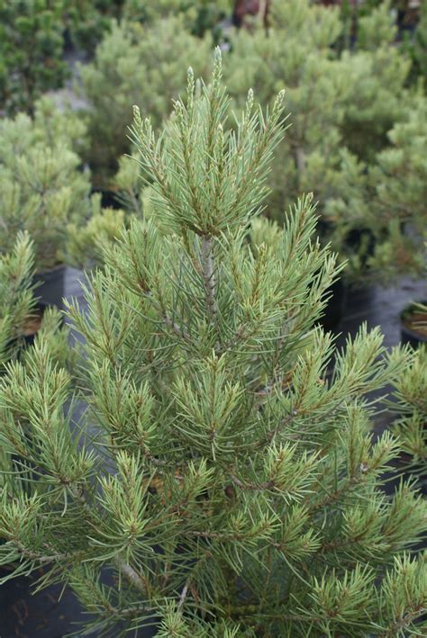 Pinus Monophylla Rhodofreudende