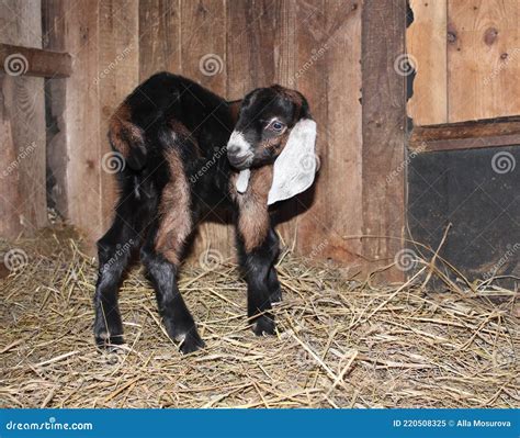 Little Nubian Baby Goat Newborn Cute Farm Animals Stock Image Image