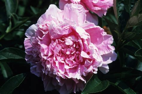 Paeonia Lactiflora Pink Parfait Peony Garden Center Marketing
