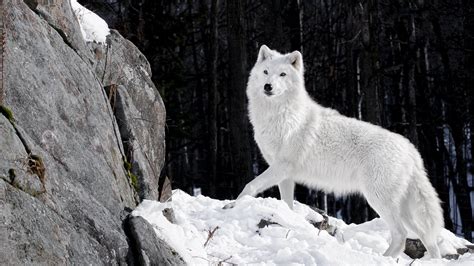 Fondos De Pantalla Animales Nieve Invierno Fauna Silvestre Lobo