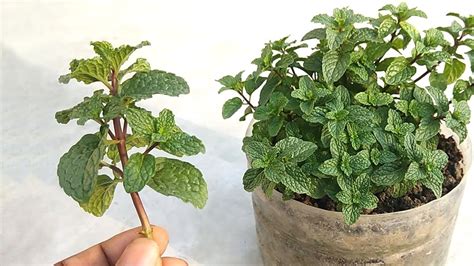 How To Grow Mint Pudina At Home Grow Cutting Plants Properly At