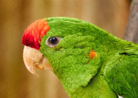 Red Headed Parrot Or Psittacara Erythrogenys Stock Image Image Of