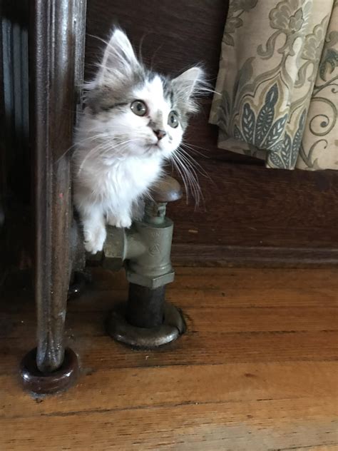 Rory aka the most adorable kitten on this planet : r/SupermodelCats