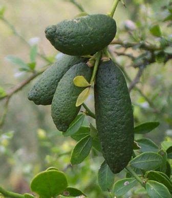 The famous finger lime, a small australian citrus fruit adopted by chefs all over the world for its thin elongated fruit (5 to 6 cm long), made of small travel the world with a few trees and shrubs, from chile with the stunning red flowers of embothrium coccineum to japanwith sciadopitys verticillata. Fruit Warehouse: Australian Finger Lime ( Microcitrus ...