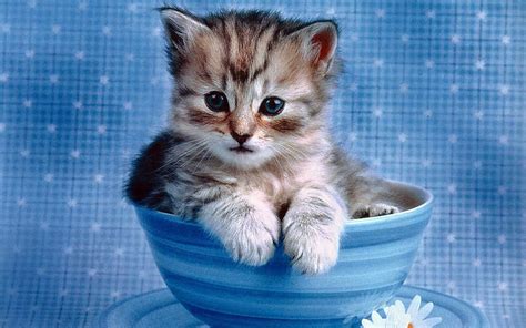 Cute Kitten Wallpapers Those Can Make Your Day Instantly Let Us Publish