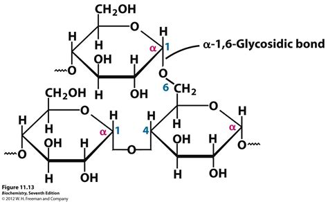 Glycogen Study Chemistry Chemical Structure Biochemistry