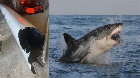 Man Survives After Terrifying Encounter With A Great White Shark His