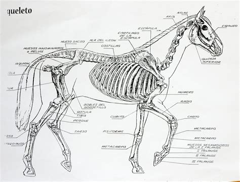 Resultado De Imagen Para Anatomía De Un Caballo Huesos Del Esqueleto
