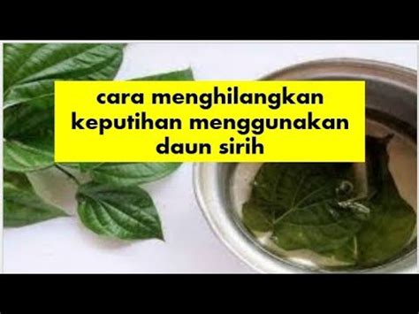 Hampir semua wanita pernah mengalami keputihan. cara menghilangkan keputihan menggunakan daun sirih - YouTube