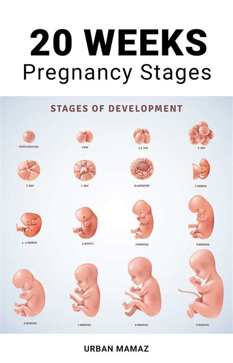 Weeks Pregnant Weeks Pregnant Pregnancy Stages Pregnancy Week
