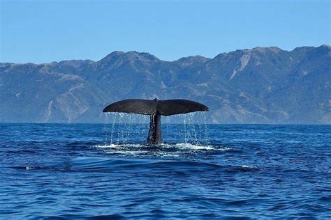 Kaikoura Whale Watching Premium Day Tour From Christchurch